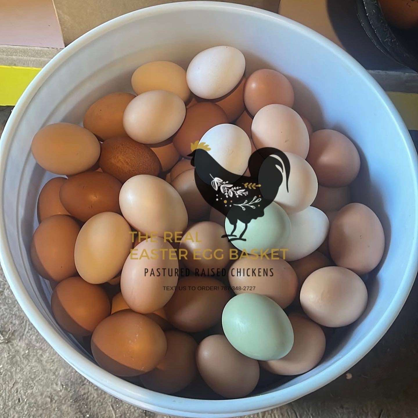 One (1) Dozen Fresh Eggs / Una (1) Docena Huevos del País