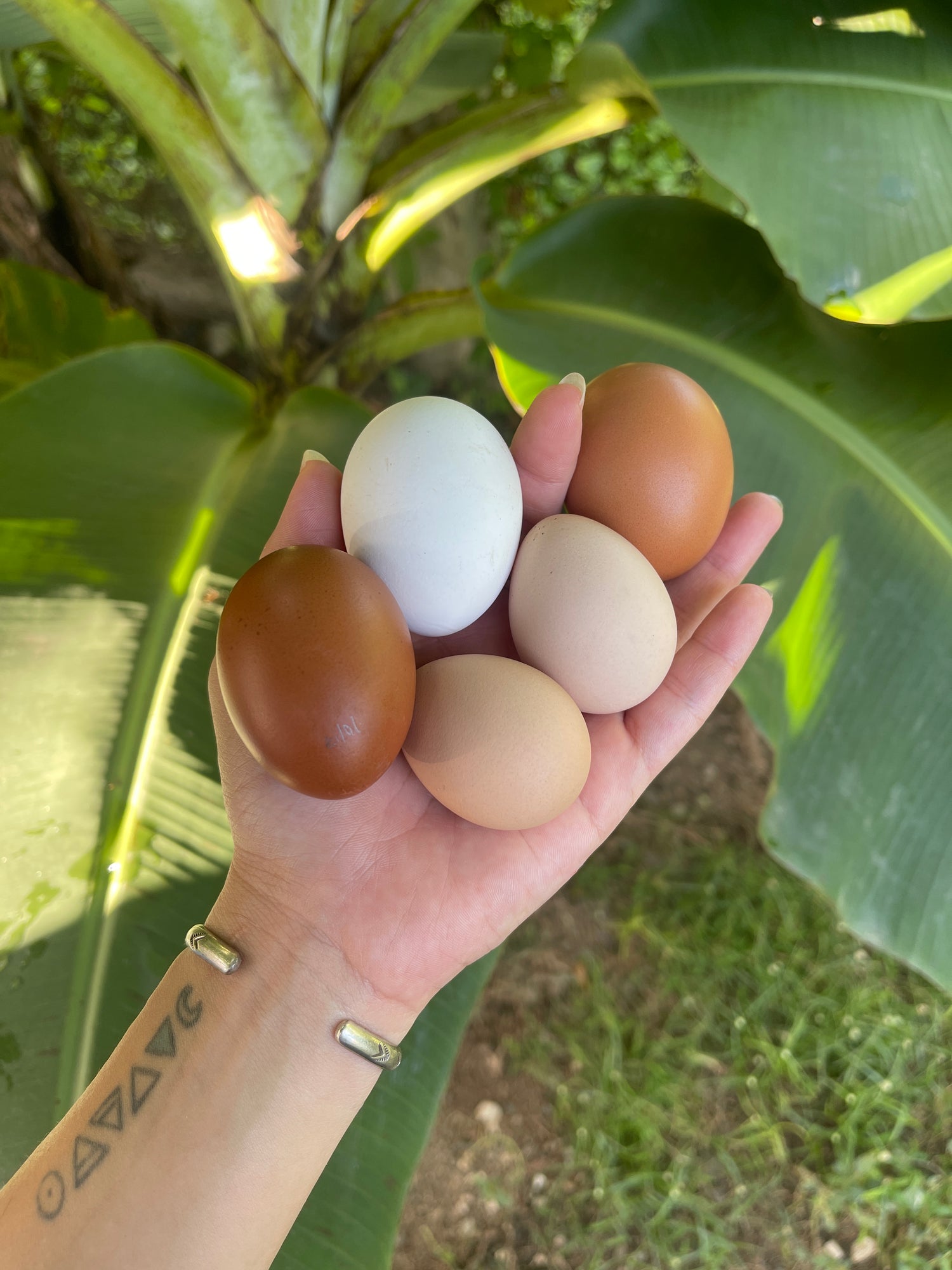 Local Fresh Eggs!