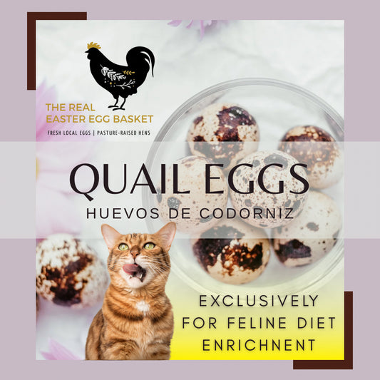 Huevos de Codorniz | Quail Eggs