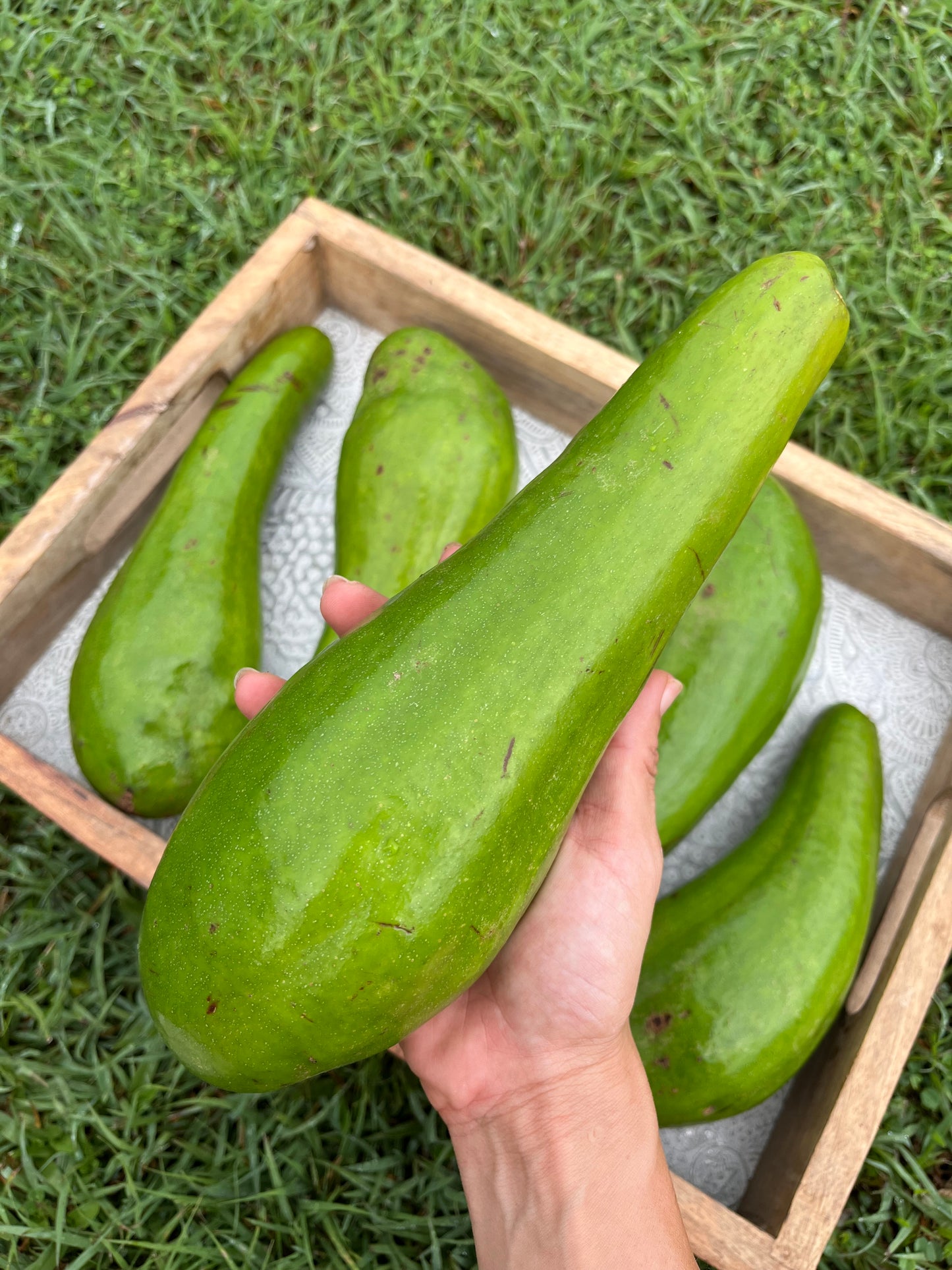 Aguacate “Güiro” 100% de Puerto Rico