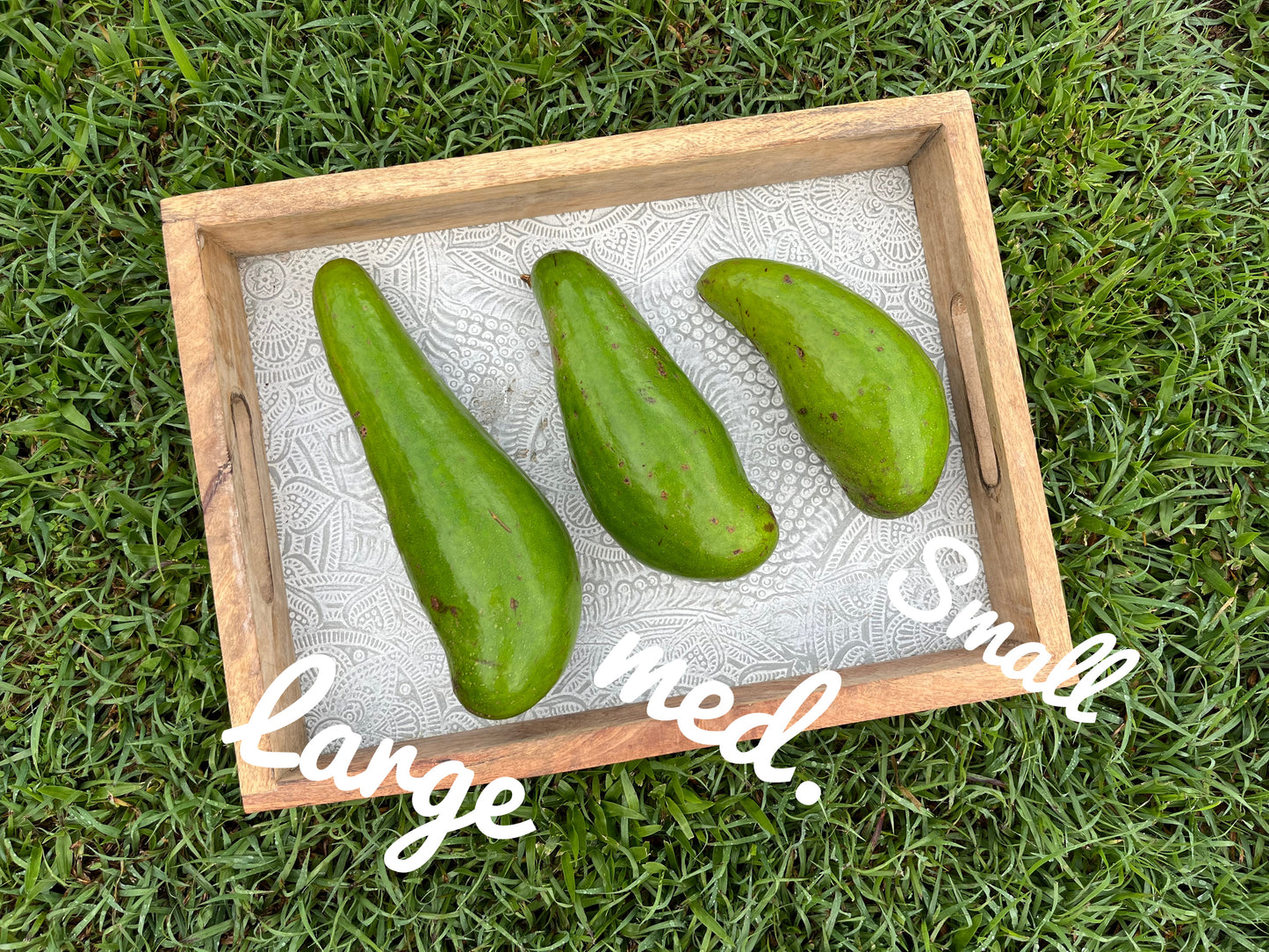Aguacate “Güiro” 100% de Puerto Rico