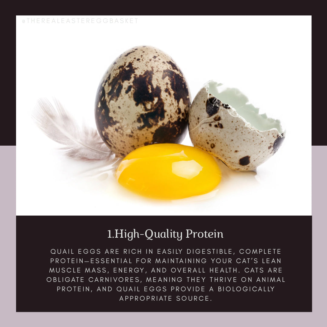 Huevos de Codorniz | Quail Eggs