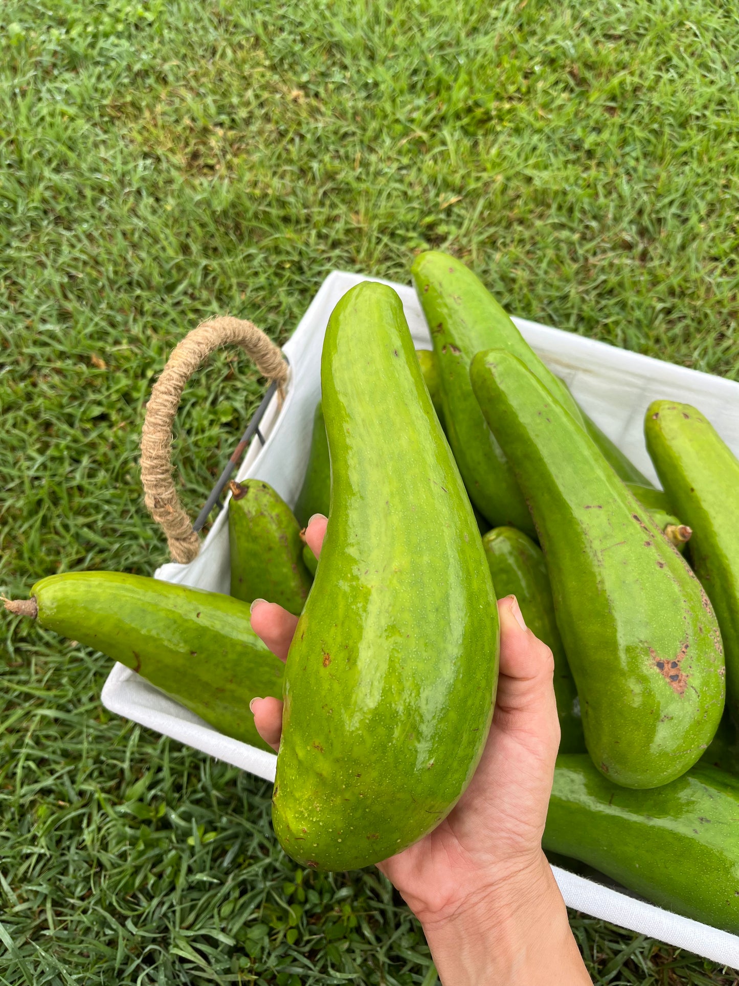 Aguacate “Güiro” 100% de Puerto Rico