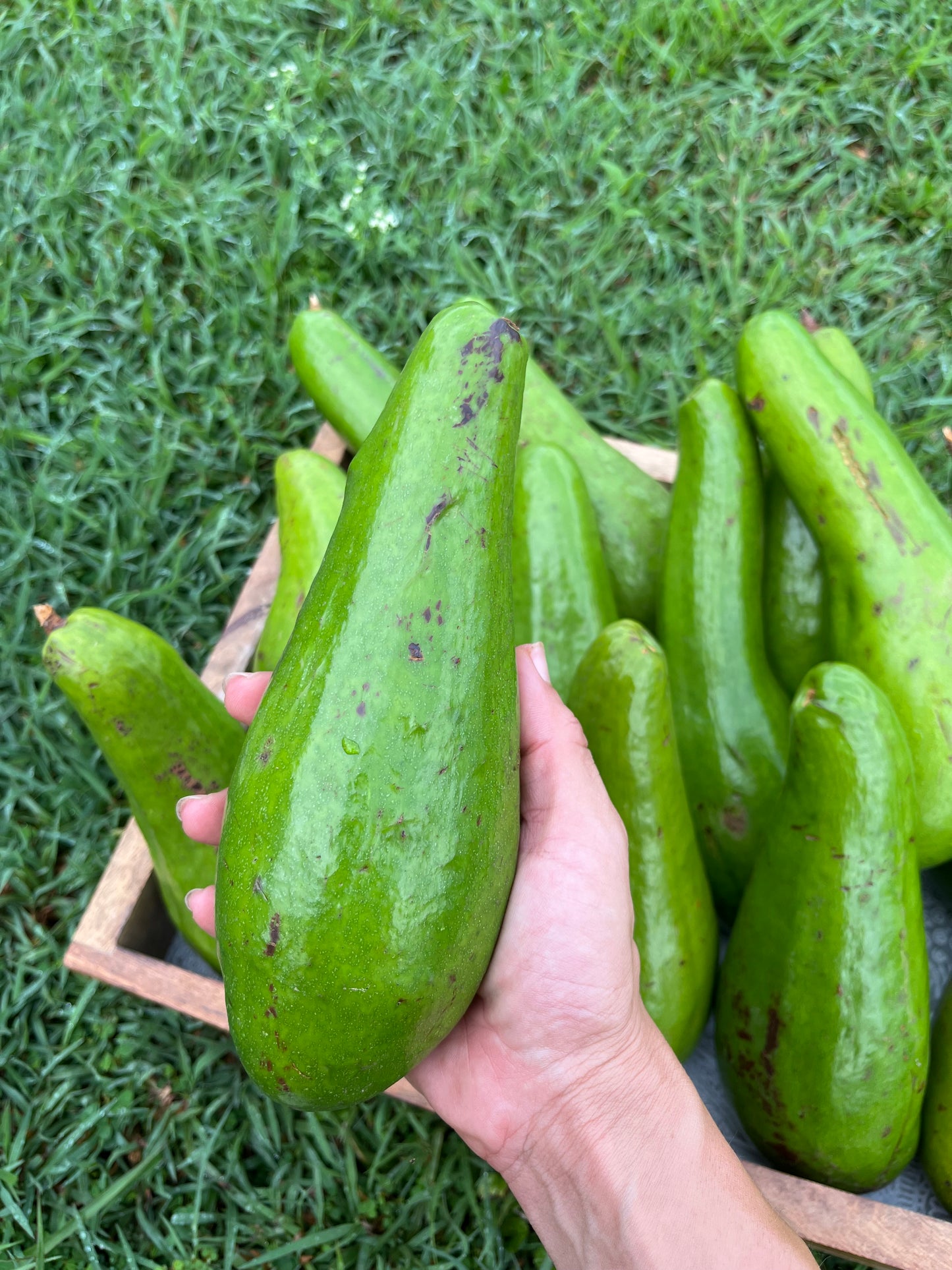 Aguacate “Güiro” 100% de Puerto Rico