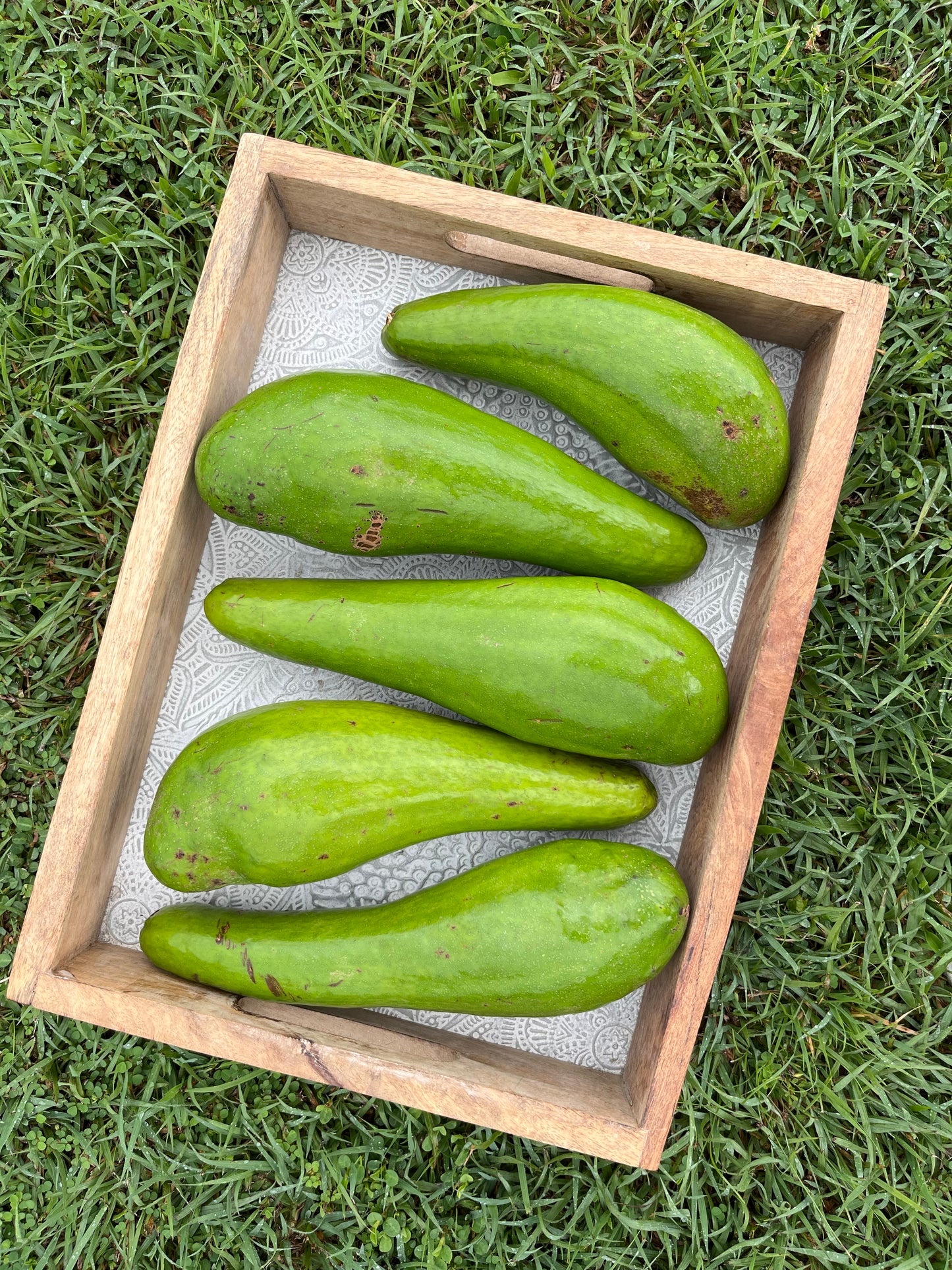 Aguacate “Güiro” 100% de Puerto Rico