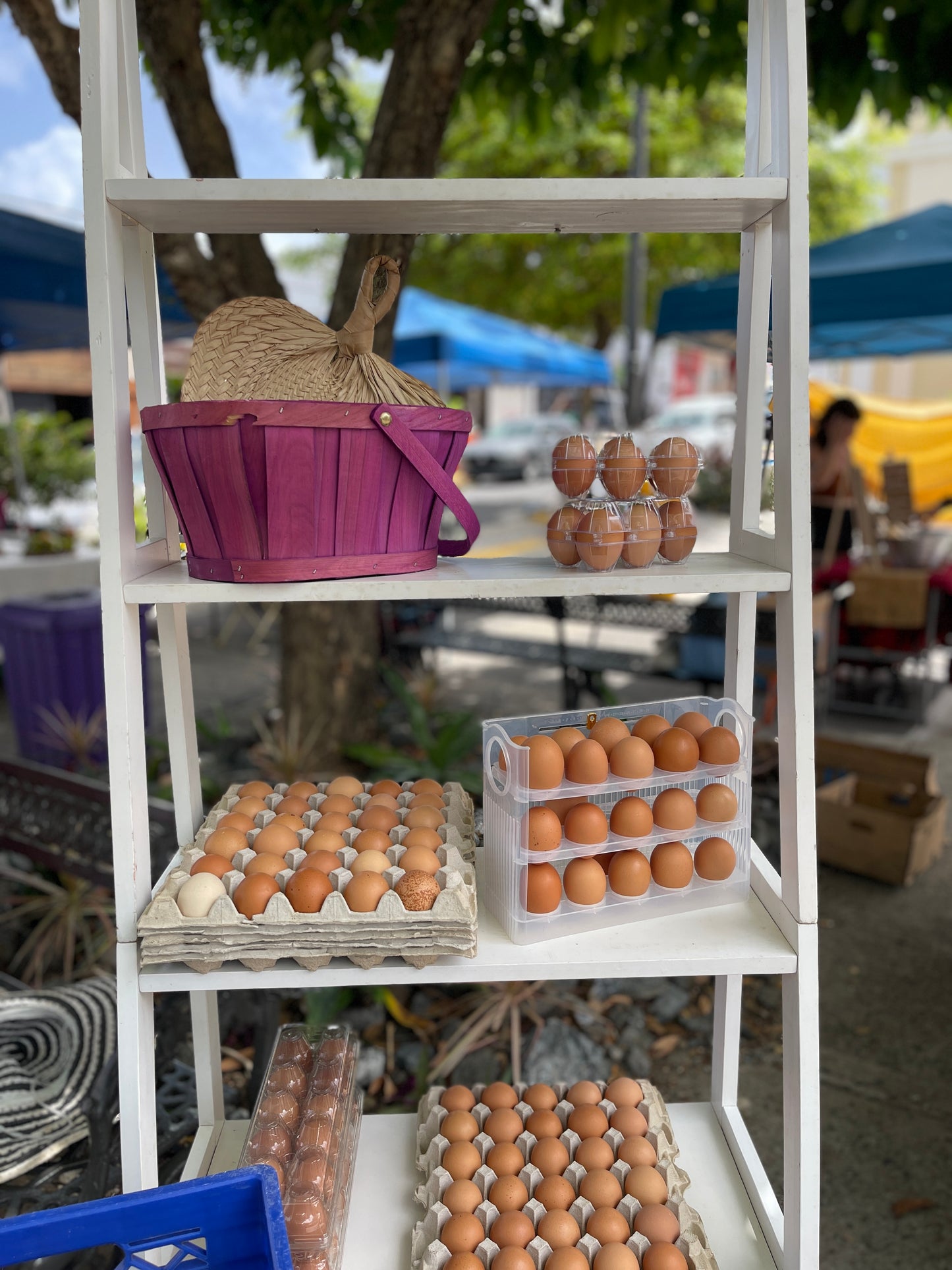 30 Egg Tray