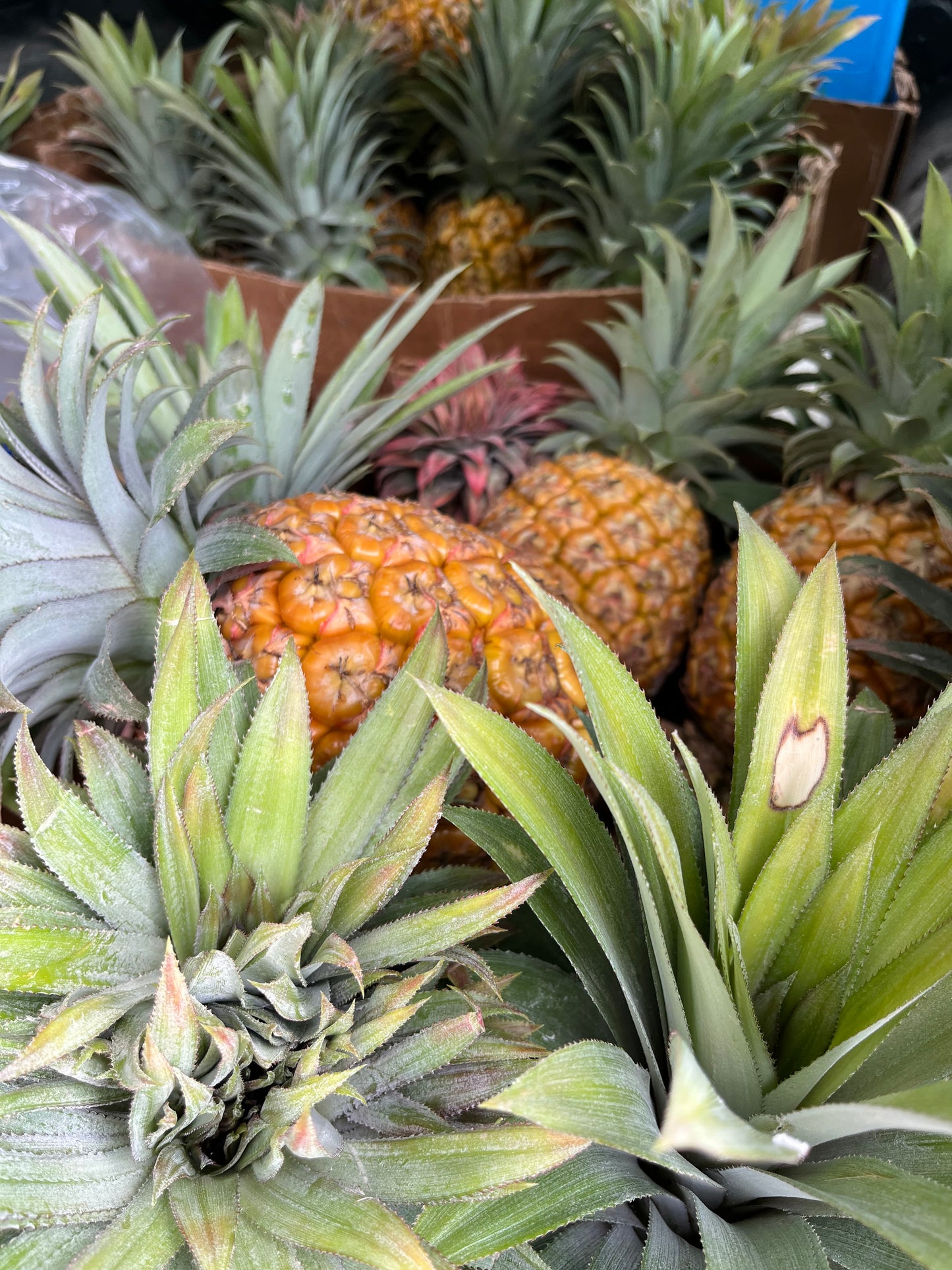 Piña | Variadas