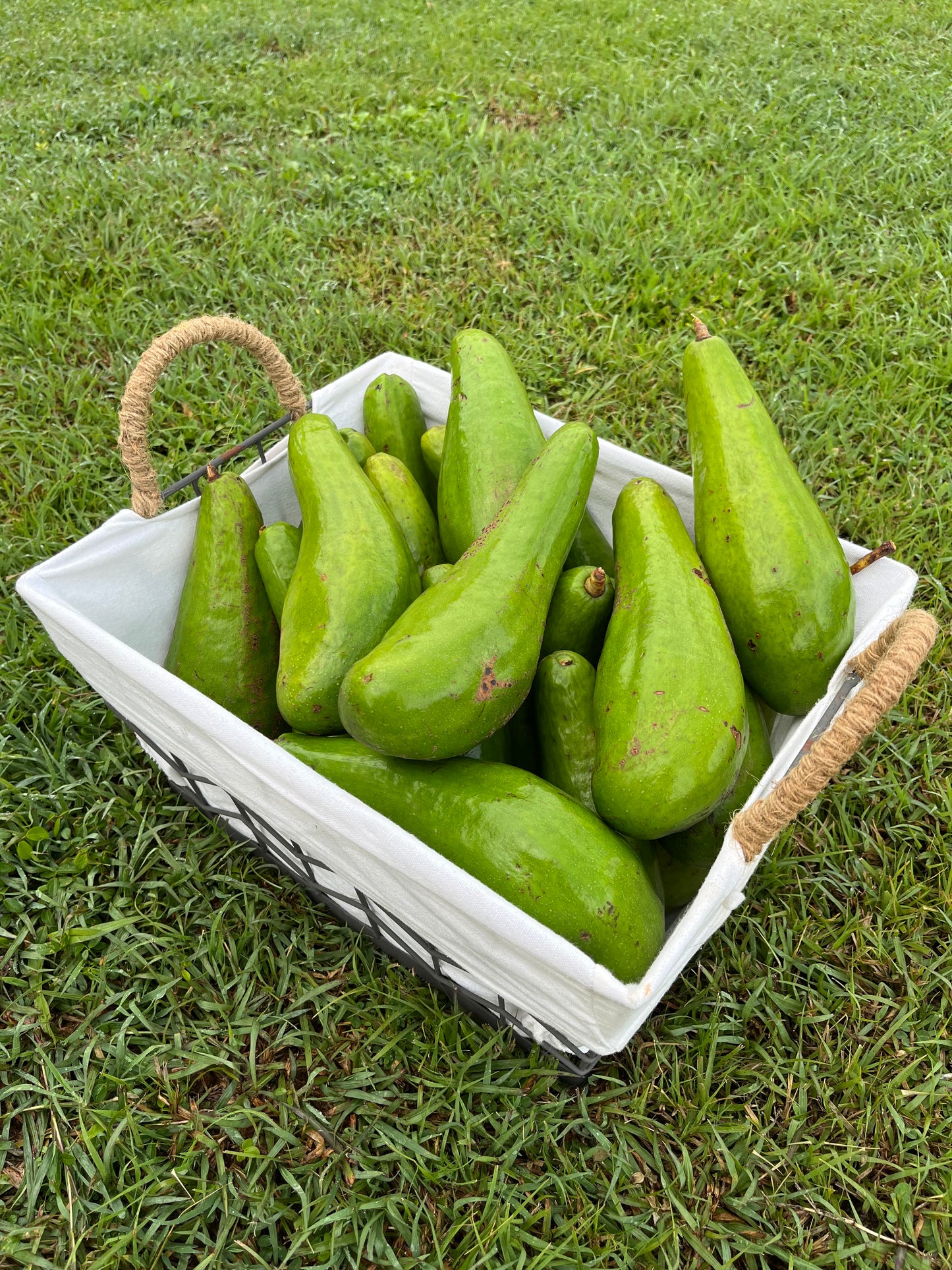 Aguacate “Güiro” 100% de Puerto Rico