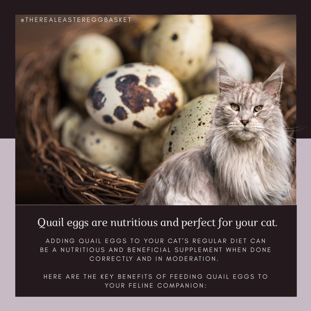 Huevos de Codorniz | Quail Eggs