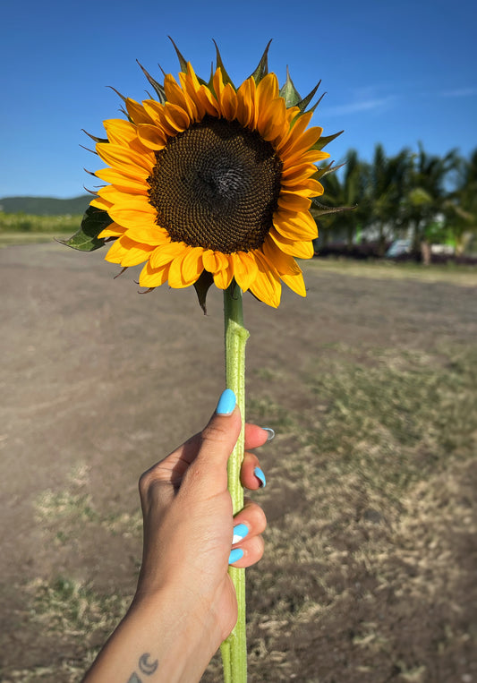 Sunflowers